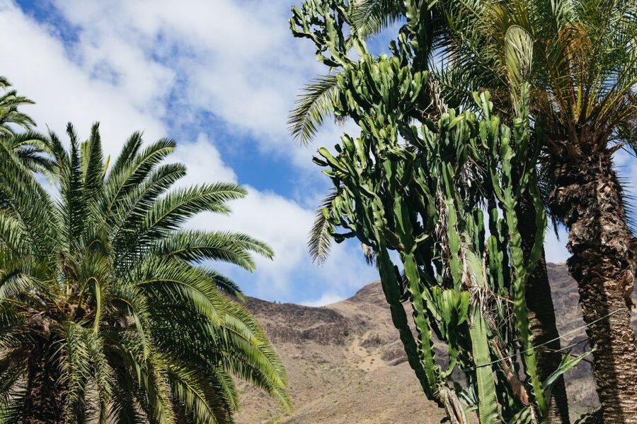Gran Canaria: Camel Ride Safari w/ Optional Food & Transport - Is $50 a good price?