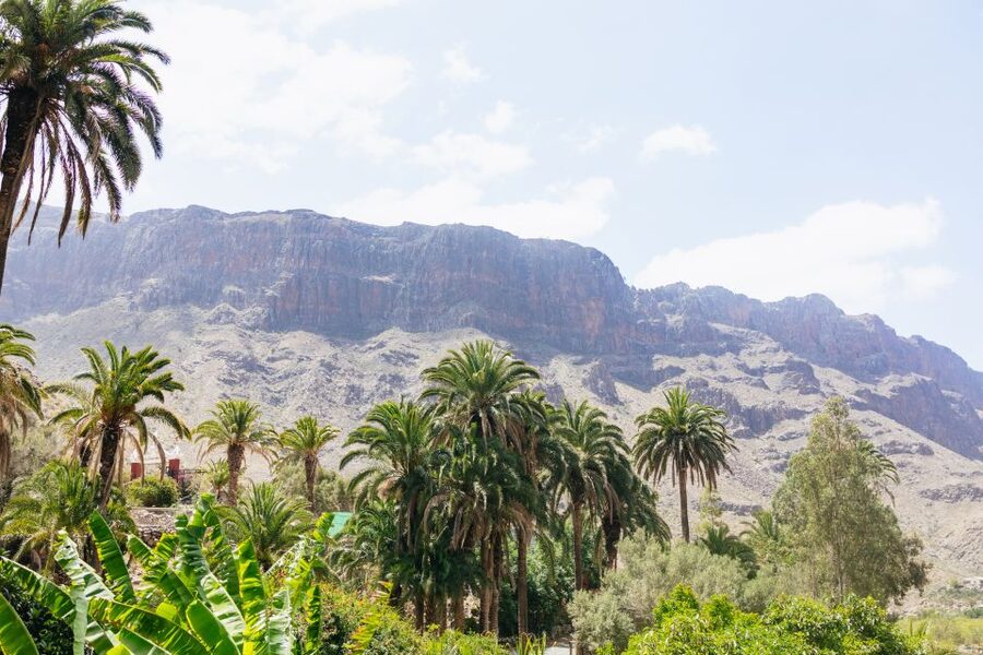 Gran Canaria: Camel Ride Safari w/ Optional Food & Transport - What makes the oasis different from a standard camel excursion