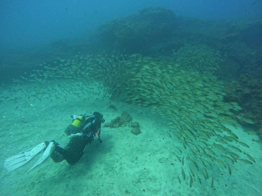 Gran Canaria: Discover Scuba Diving - Free Transfers - Gran Canaria underwater experience: key points
