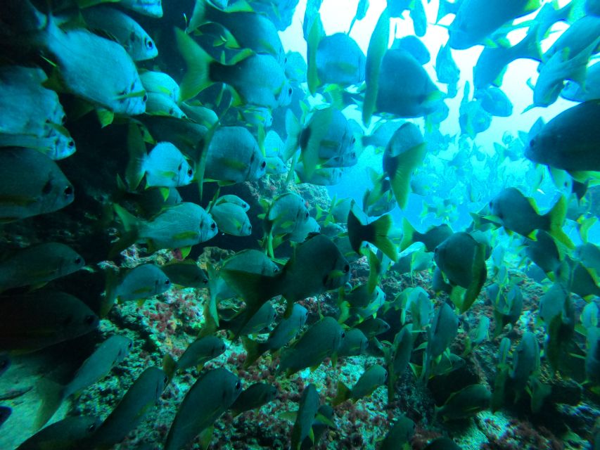 Gran Canaria: Discover Scuba Diving - Free Transfers - How the instructors handle nerves