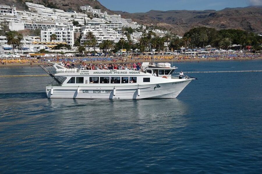 Gran Canaria: Dolphin and Whale Watching Cruise - How to get better photographs