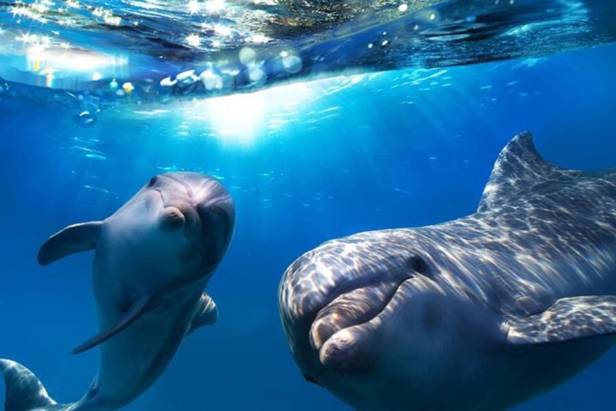 Gran Canaria: Dolphin and Whale Watching Cruise - Searching for dolphins in open water