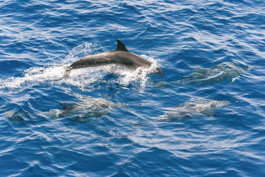 Gran Canaria: Dolphin and Whale Watching Cruise - Whales, turtles, flying fish, and seabirds