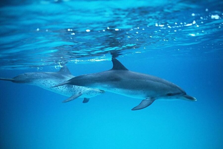 Gran Canaria: Dolphin and Whale Watching Cruise - Rough water and seasickness
