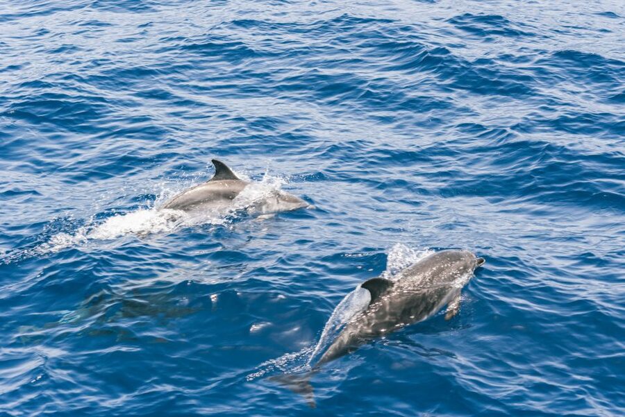 Gran Canaria: Dolphin and Whale Watching Cruise - Is $40 good value?