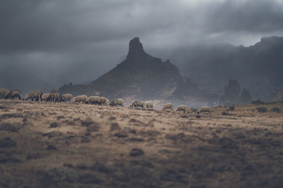 Gran Canaria: Full-Day Customizable Private Photography Tour - Tilos de Moya and the greener north