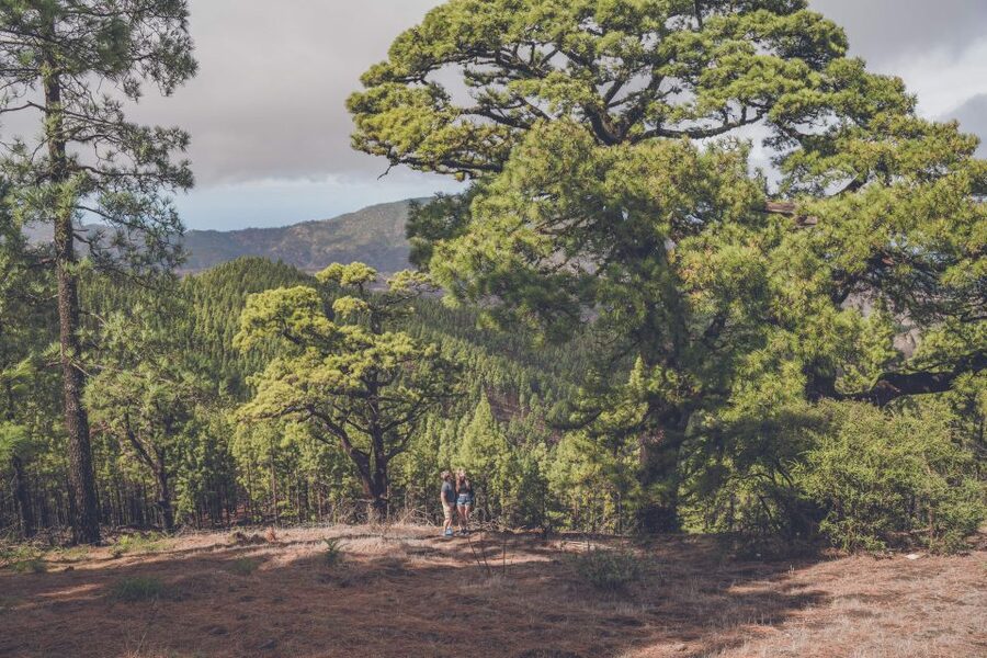Gran Canaria: Full-Day Customizable Private Photography Tour - Pico de las Nieves for high views