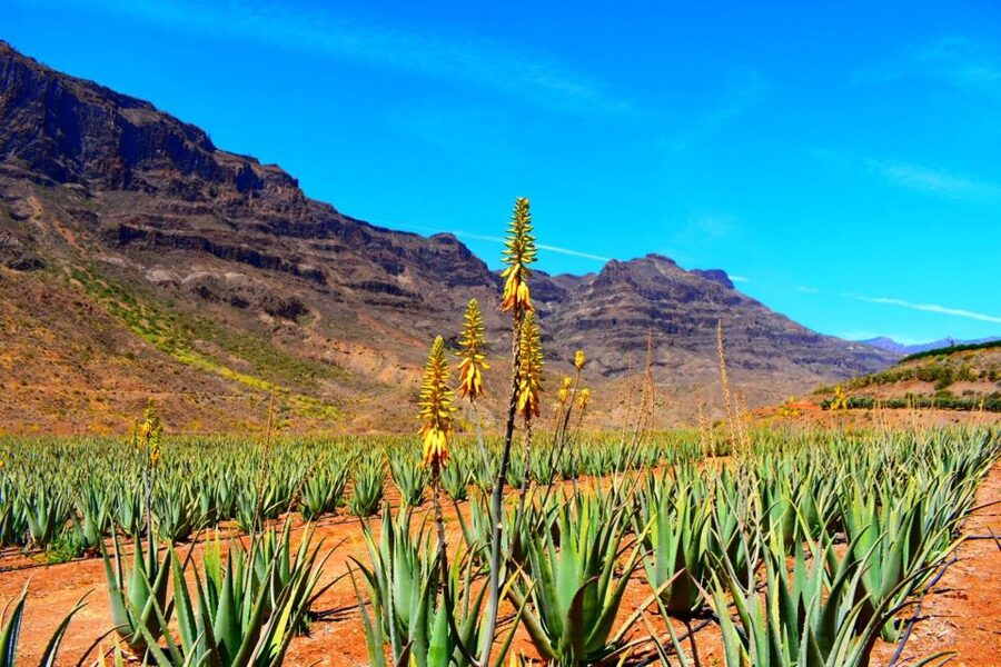 Gran Canaria: Full-Day VIP Tour by Bus - Roque Nublo, pine forests, and changing weather