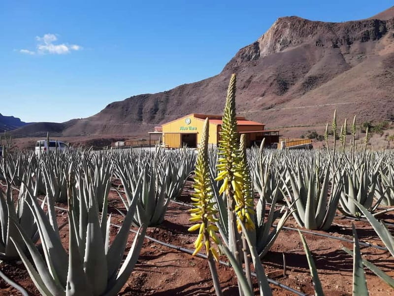 Gran Canaria: Island Highlights Tour with Optional Lunch - Cruz de San Antonio and Presa del Mulato