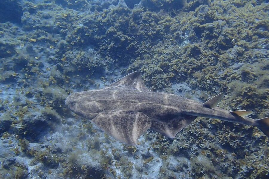 Gran Canaria:Live an Adventure and Learn to Dive with Expert - Why Playa de Amadores works for a first scuba lesson