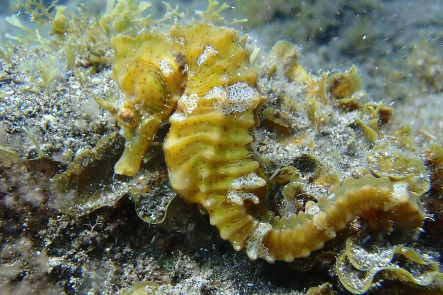 Gran Canaria:Live an Adventure and Learn to Dive with Expert - Is the $100 price fair?