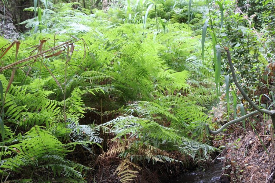 Gran Canaria: "Magic Waterfalls" Hiking Tour - Waterfalls, endemic plants, and sunny-day wildlife