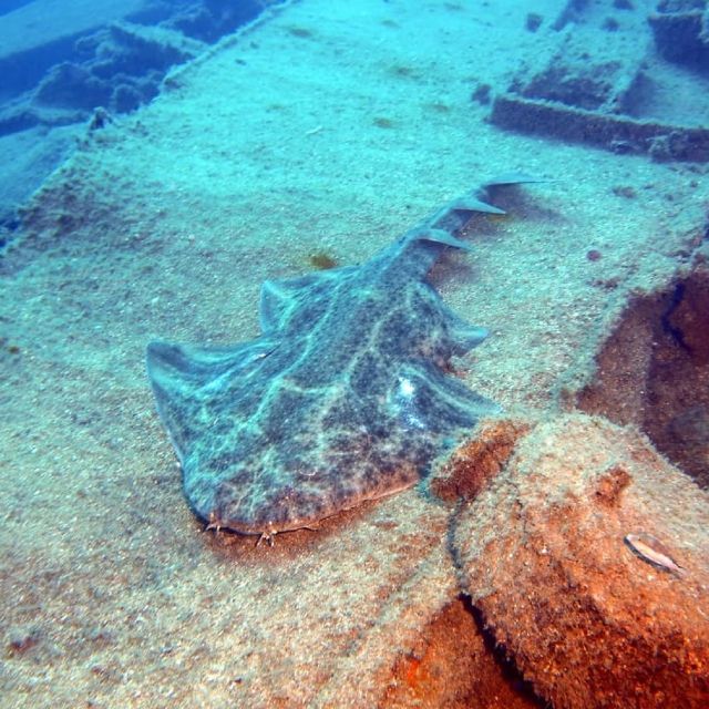 Gran Canaria: Morning Scuba Dive - Choosing the site around your experience level