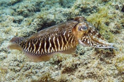 Scuba Diving for Beginners