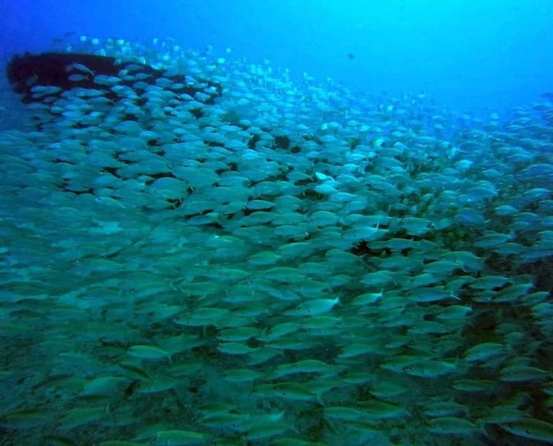 Gran Canaria: Scuba Diving for Beginners - Fish, Octopus, and the Canary Islands Sea