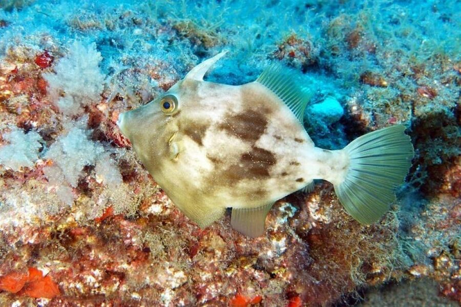 Gran Canaria: Scuba Diving for Beginners - Practical Preparation for the Harbour