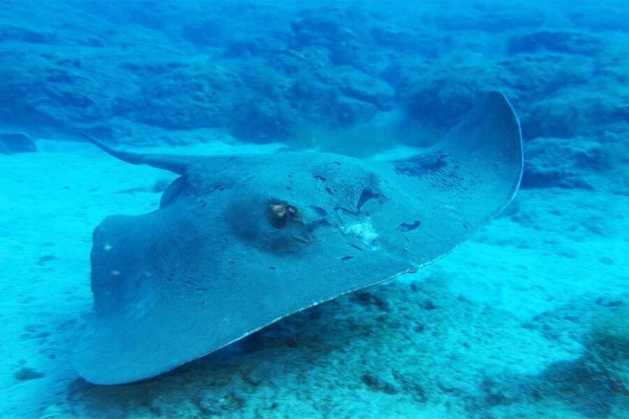 Gran Canaria: Snorkeling Trip - Useful planning tips for Puerto Rico