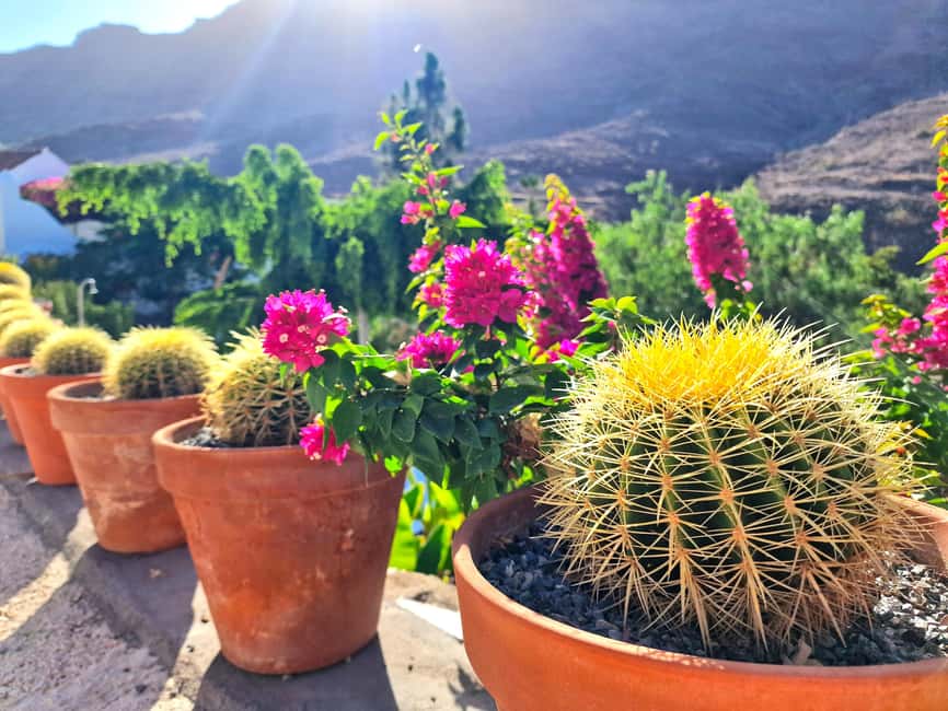Gran Canaria: tasting wine & local cheese - What the strongest praise tells you