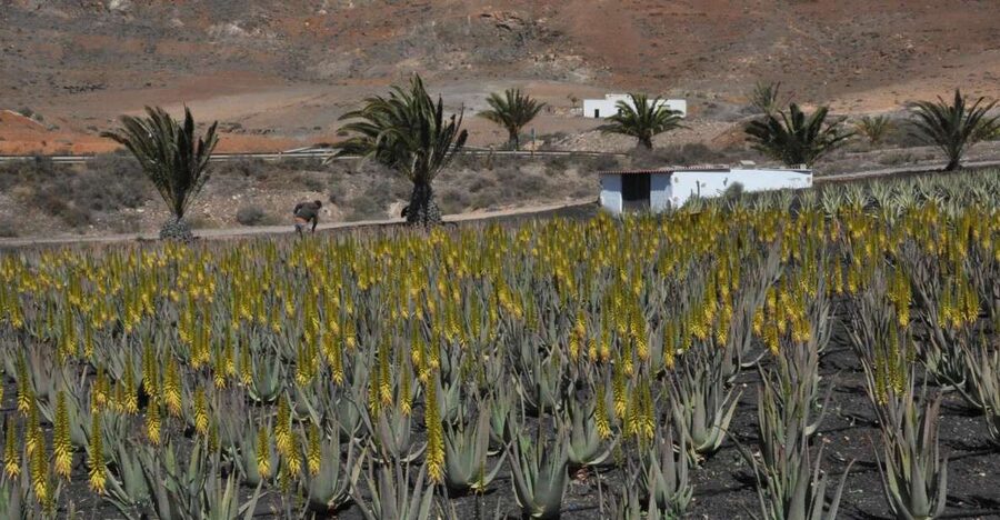 Gran Canaria Tour: Past and Present - Why this tour gives you a fuller picture of Gran Canaria