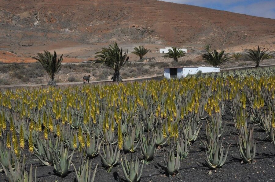 Gran Canaria Tour: Past and Present - Agüimes and the island before the resorts