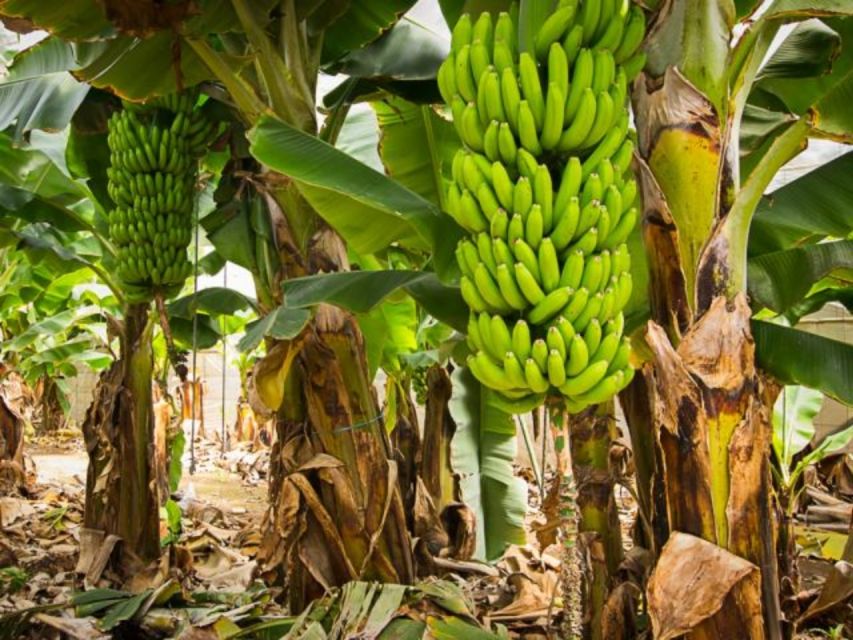 Gran Canaria Tour: Past and Present - Arucas and the view across banana country