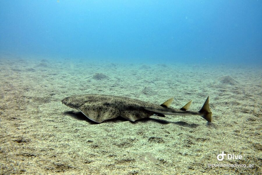 Gran Canaria: Try Scuba Diving for Beginners - What $94 includes, and what it does not