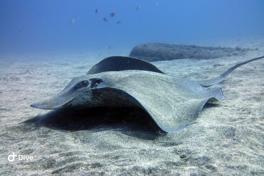 Gran Canaria: Try Scuba Diving for Beginners - The practical limits you should know