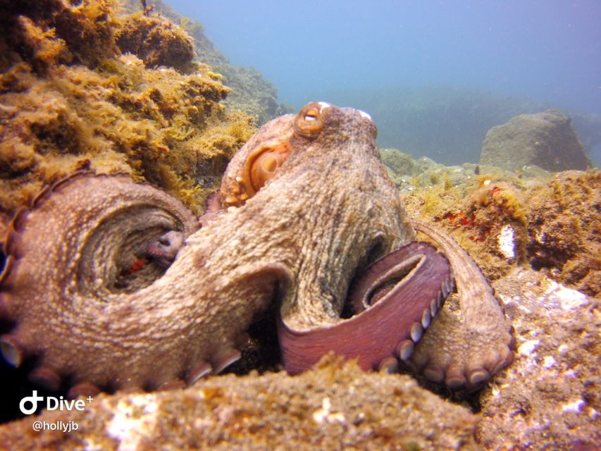 Gran Canaria: Try Scuba Diving for Beginners - Who will get the most from this experience