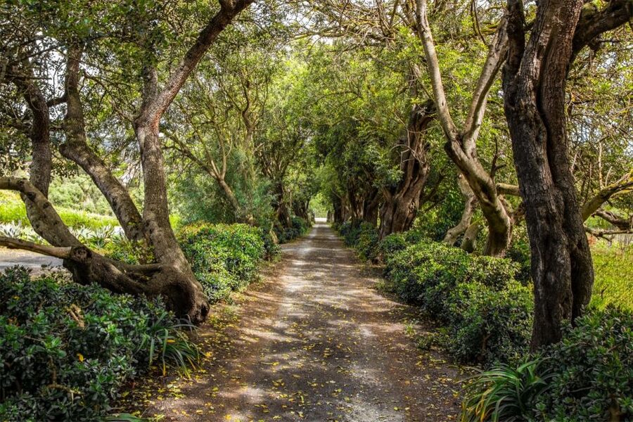 Gran Canaria: Winery Tour, Wine Museum, and Tasting - Walking among organic vines and volcanic soil
