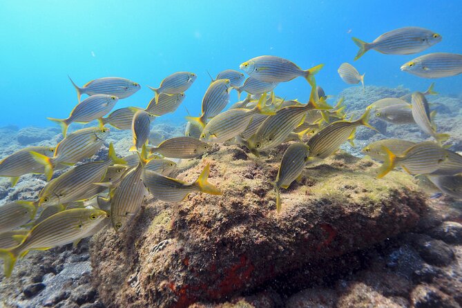 Guided Snorkelling Experience in South of Gran Canaria - The first 20 minutes: briefing, wetsuit, and equipment