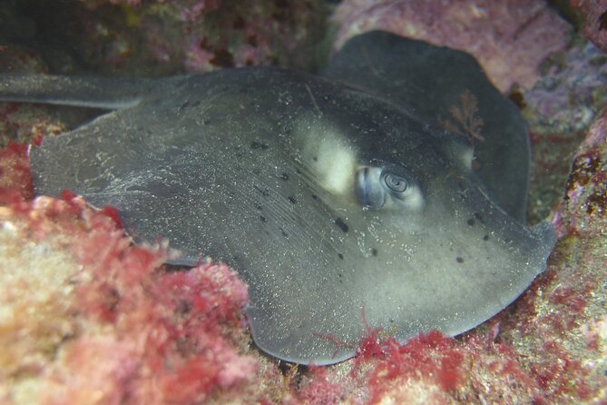 Guided Snorkelling Experience in South of Gran Canaria - Forty-five to sixty minutes looking for marine life