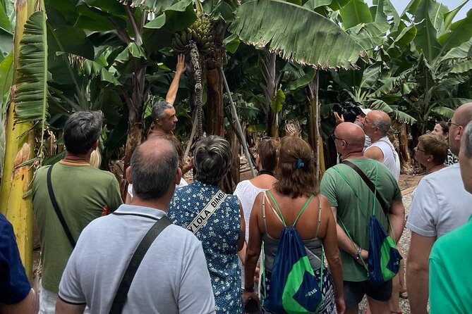 Guided tour of the Banana World - A banana farm with a story to tell