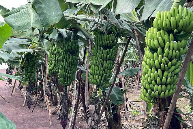 Guided tour of the Banana World - How long the visit really takes