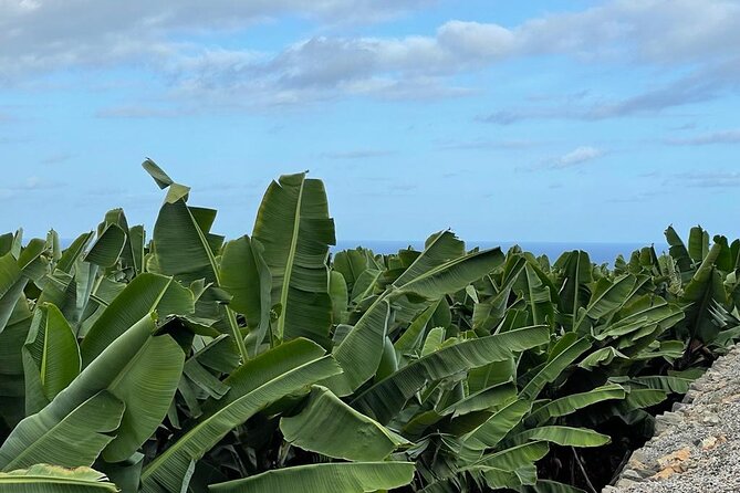 Guided tour of the Banana World - Is $18.14 a fair price?