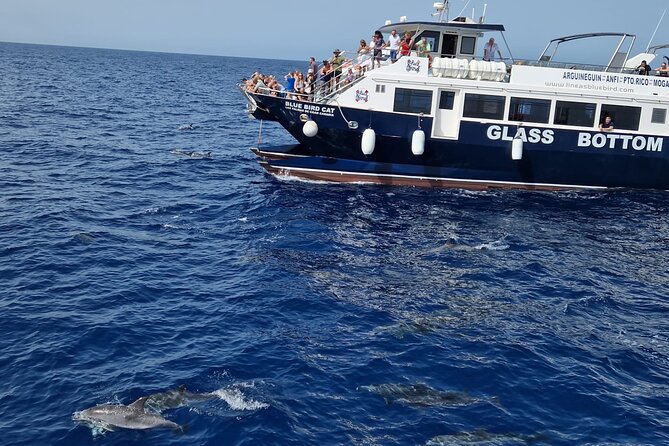Half-Day Cruise Tour-Dolphin and Whale Watching - Key points to know before you book