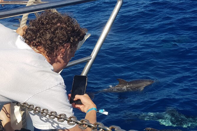 Half-Day Cruise Tour-Dolphin and Whale Watching - Sailing from Puerto Rico Marina