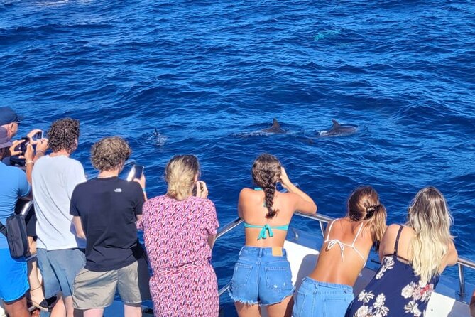 Half-Day Cruise Tour-Dolphin and Whale Watching - Searching for dolphins and whales in open water
