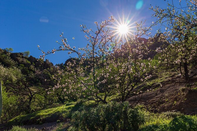 Hikes Roque Nublo - Key points to know before booking