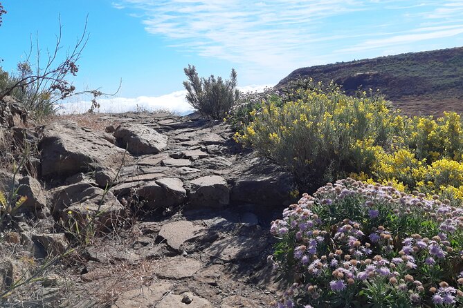 Hiking experience in the north of Gran Canaria - Who should book this northern hike?