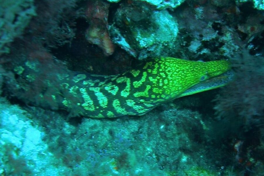 Las Canteras Scuba Diving - Why Las Canteras works for a first scuba experience