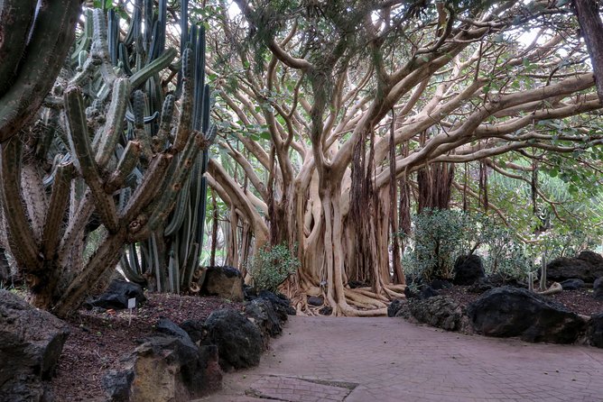 Las Palmas, Botanical Garden & Bandama Crater tour - Gran Canaria - What the guide adds to the day