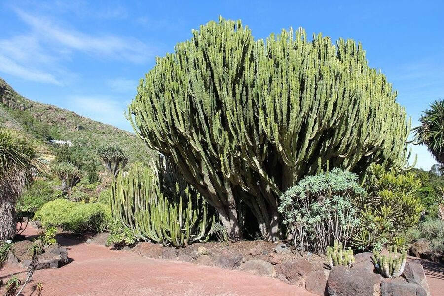 Las Palmas, Botanical Gardens and Bandama Volcano Tour - Who will get the most from this tour?