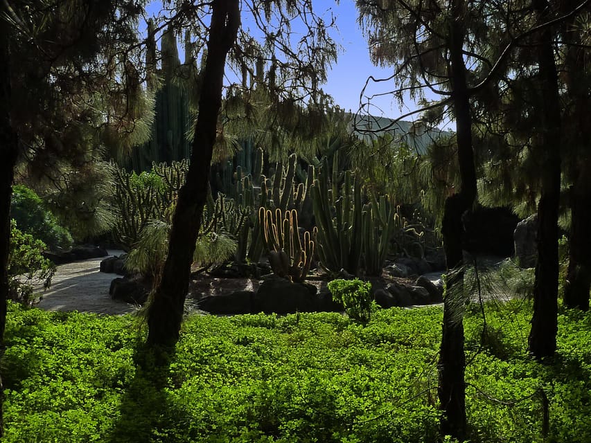 Las Palmas: Privat Botanic Garden Tour & opt. hike Extension - The Guiniguada ravine and the garden’s plant collection