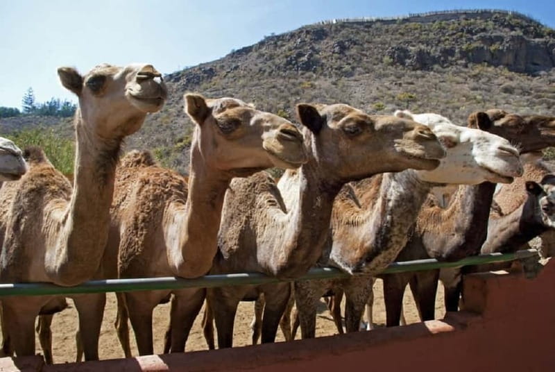 Maspalomas: 2-Seater E-Scooter Dunes Tour with Camel - Who will enjoy this Maspalomas tour