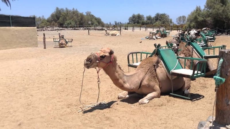 Maspalomas: 2-Seater E-Scooter Dunes Tour with Camel - Meloneras monuments and the Maspalomas lighthouse