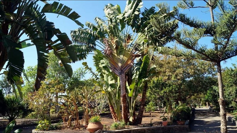 Maspalomas: 2-Seater E-Scooter Dunes Tour with Camel - The Charca lagoon and Oasis bird habitat