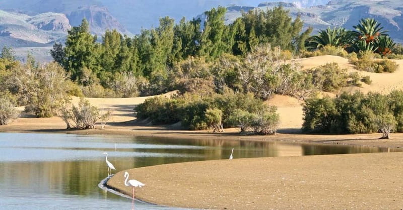 Maspalomas: E-Bike Sightseeing Sunset Tour or Morning Tour - Key points to know before you book