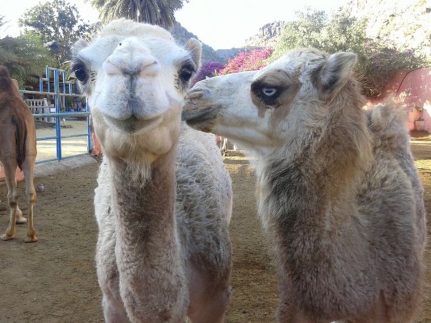 Maspalomas: Guided Camel Ride in the Maspalomas Sand Dunes - Key points to know before you go