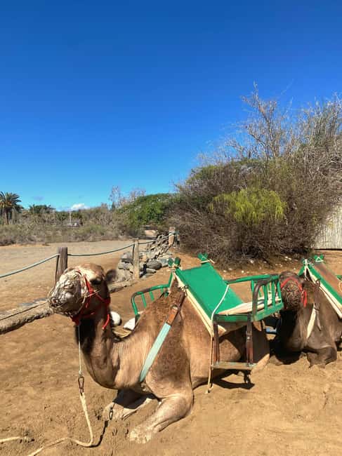 Maspalomas: Guided Camel Ride in the Maspalomas Sand Dunes - Who should book this Maspalomas camel ride?