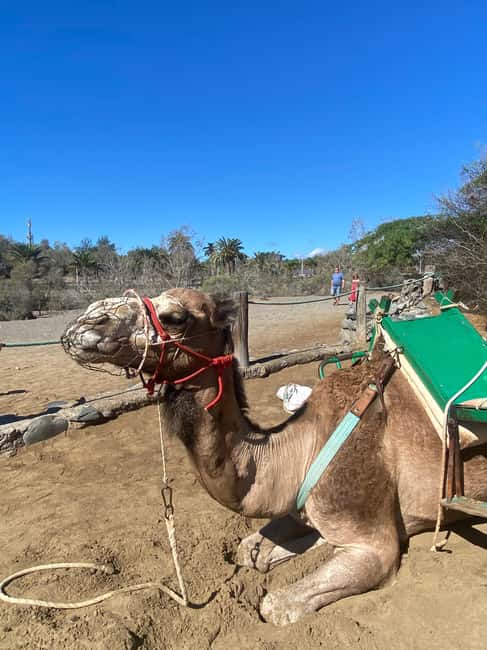 Maspalomas: Guided Camel Ride in the Maspalomas Sand Dunes - Practical tips for a smoother ride